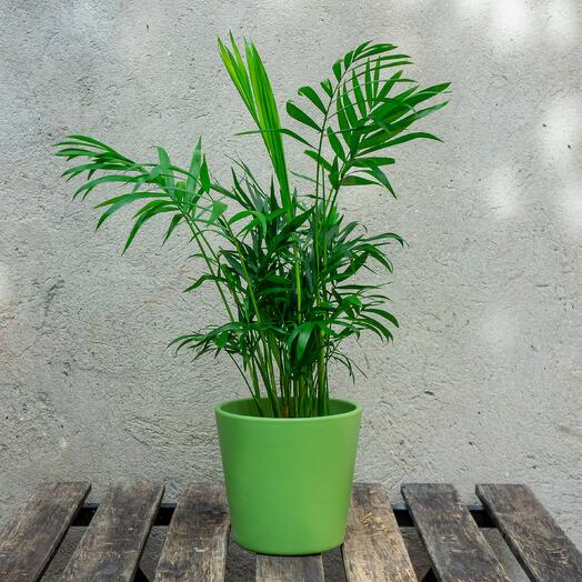 Chamaedorea in a green pot
