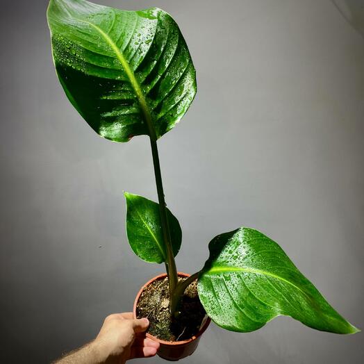 Стрелиция Николая 14 см