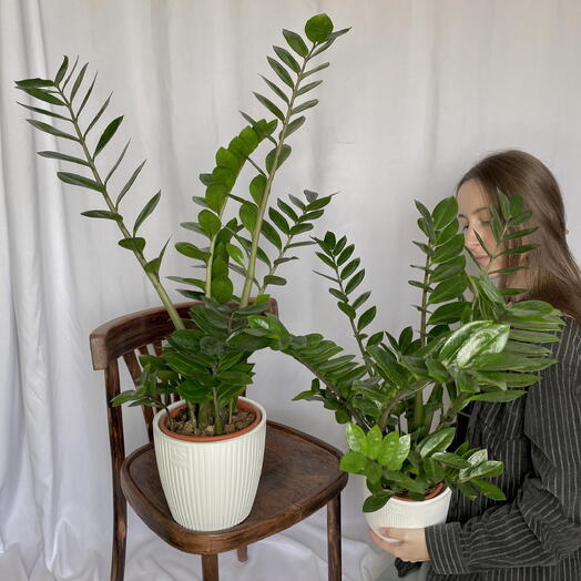 Набор из 2-х Замиокулькасов 65 и 75 см