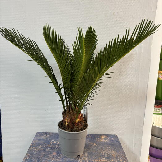 Комнатное растение Цикас