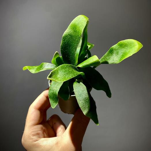 Папоротник Платицериум Бифуркатум