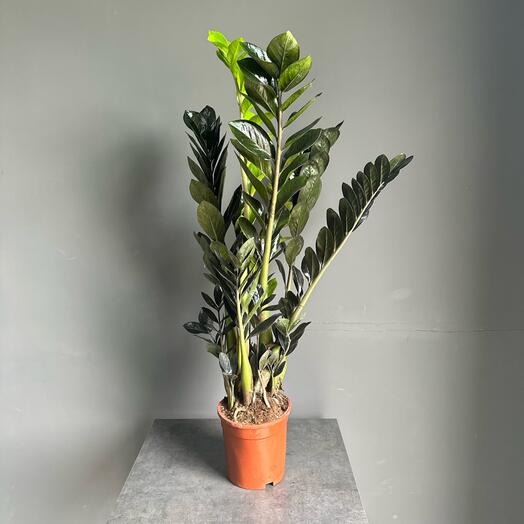 Комнатное растение