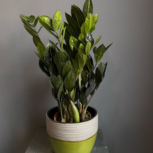 Замиокулькас черный