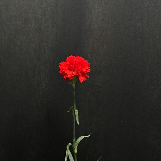 Диантус красный