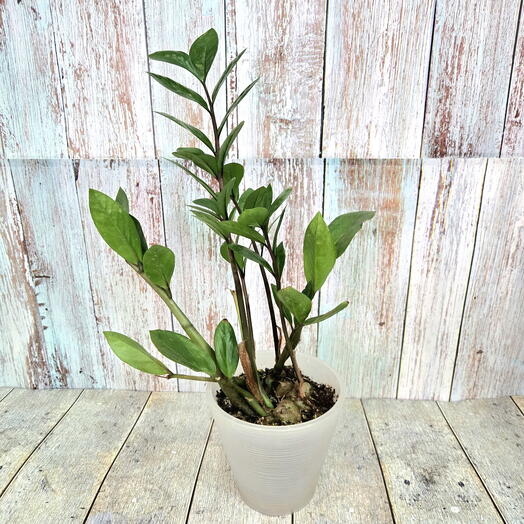 Замиокулькас домашний в кашпо