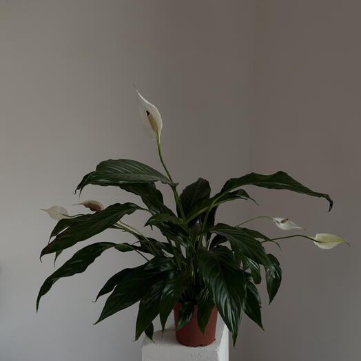 Спатиффилум 13*55 женское счастье