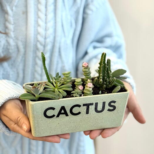 Мини сад из суккулентов и кактусов в прямоугольном кашпо