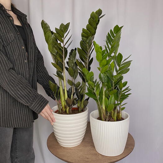 Набор из 2-х Замиокулькасов