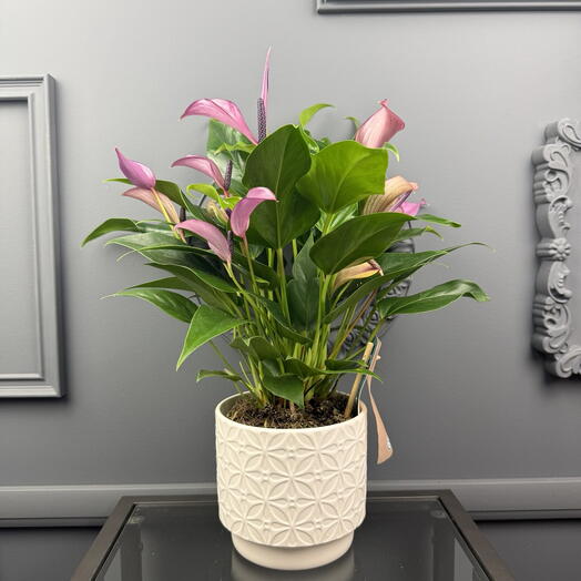 Антуриум счастье в доме  Зизу в керамическом  кашпо D 14 Высота 35 см