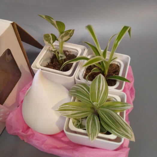 Подарочный набор для выращивания комнатных растений