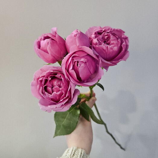 Пионовидная кустовая роза Мисти баблс