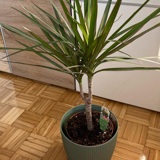 Dracena 90cm