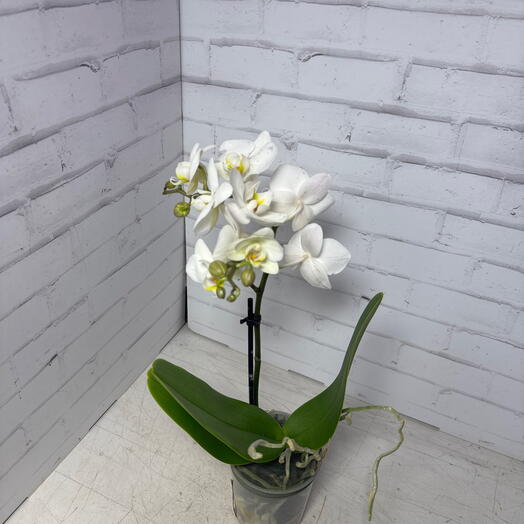 Фаленопсис ( орхидея) белая