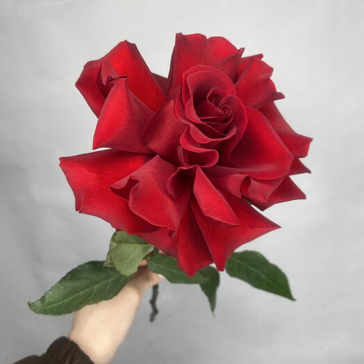 Красная французская роза😍