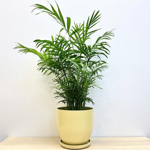 Хамедорея в керамическом бежевом горшке КЛАССИК с поддоном, высота композиции 65-70см