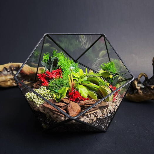 Флорариум с венериной мухоловкой "Хищный цветок"