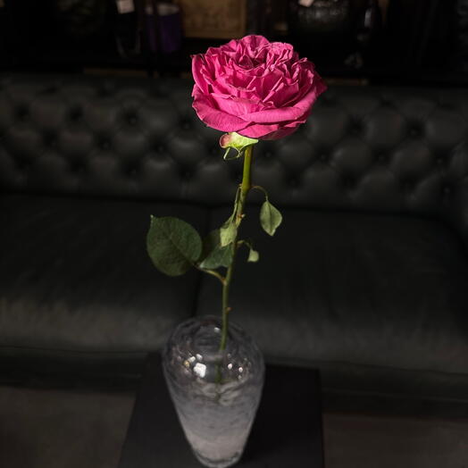 Роза raspberry ЭКВАДОР
