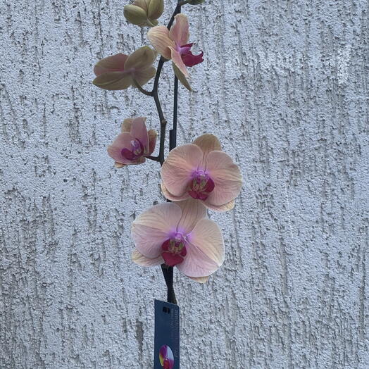 Орхидея персиковая