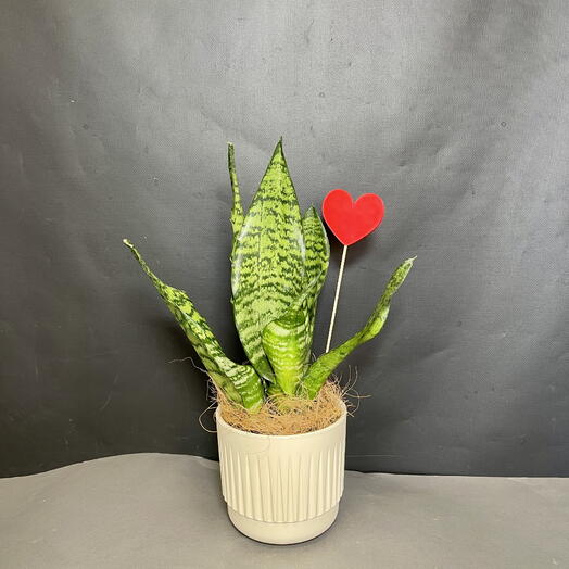 Сансевиерия с сердечком в стильном кашпо. Драгон