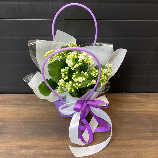 Комнатное растение каланхоэ белое