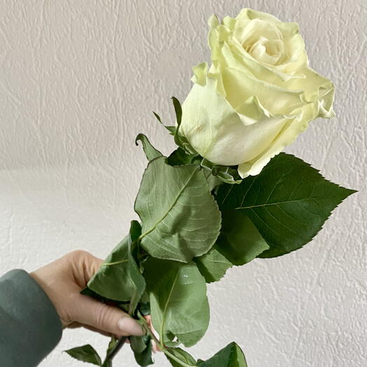 Роза белая мондеал 70см