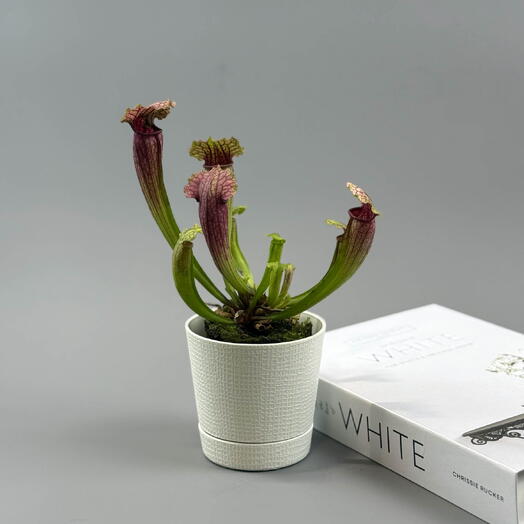 Экзотическое хищное растение Саррацения в кашпо