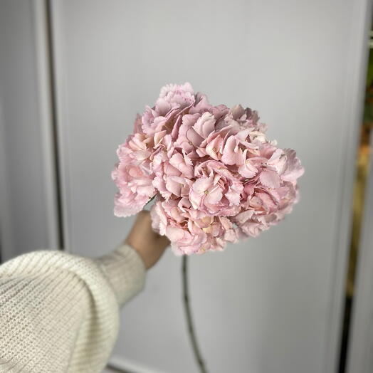 Гортензия розовая 💓