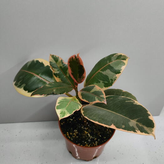 Фикус Белиз Эластика (Ficus Belize Elastica)