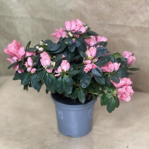 Azalea