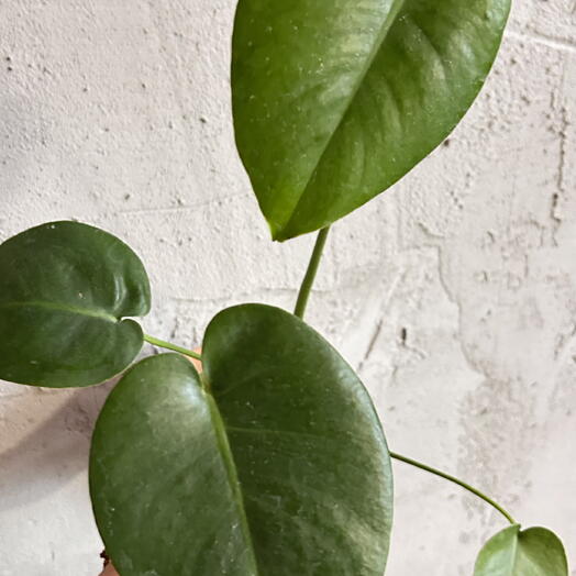 Monstera delicatessen