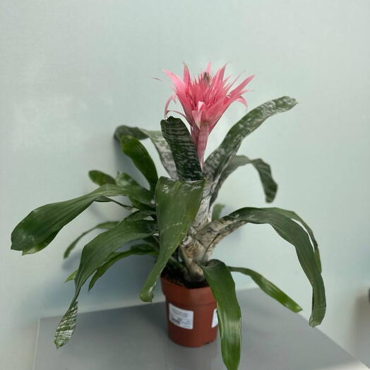 ЭХМЕЯ (AECHMEA PRIMERA 12/55)