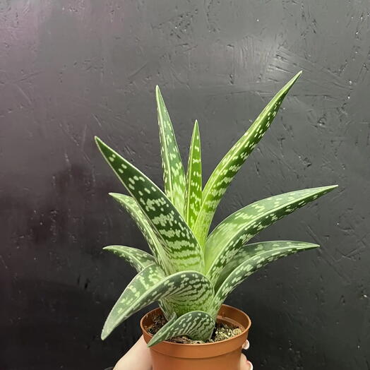 Алое variegata compacta