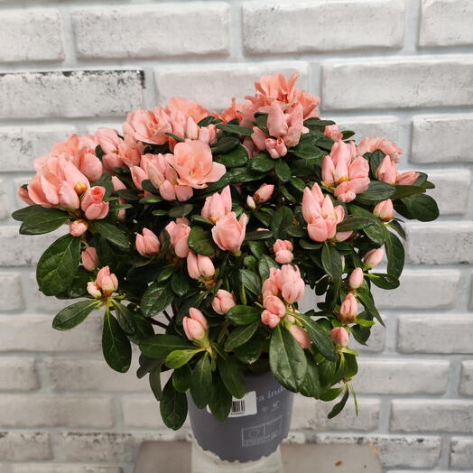 Комнатное растение Азалия коралловый