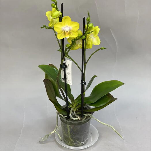 Орхидея фаленопсис Yellow buttercup двухствольная