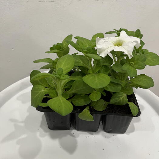 Рассада петуния