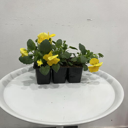 Рассада Виолла в ассортименте