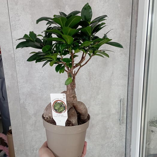 Фикус Ginseng