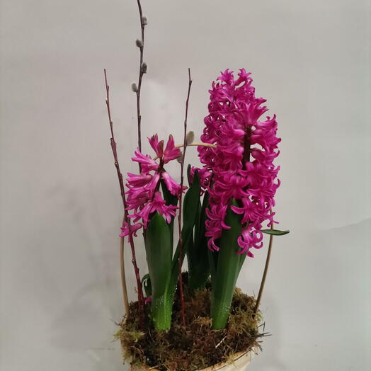 Корзина с луковичными гиацинтами