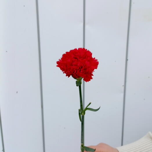 Гвоздика красная
