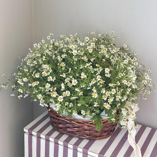 Корзина с ромашками