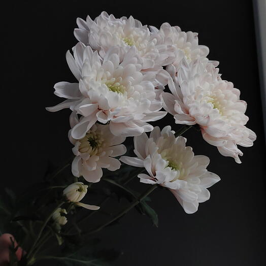 Хризантема пудровая кустовая