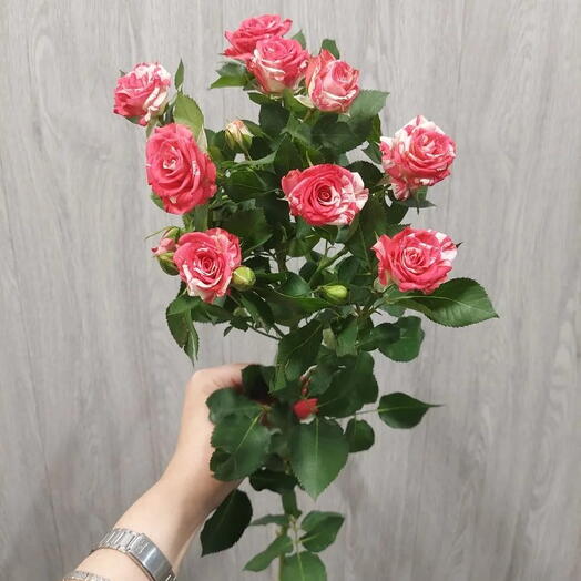 Роза кустовая