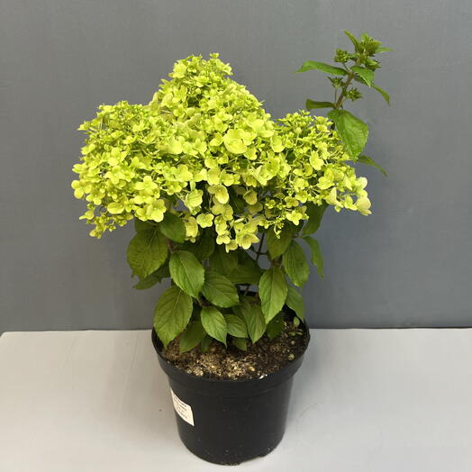 Гортензия hygrangea paniculata pandora