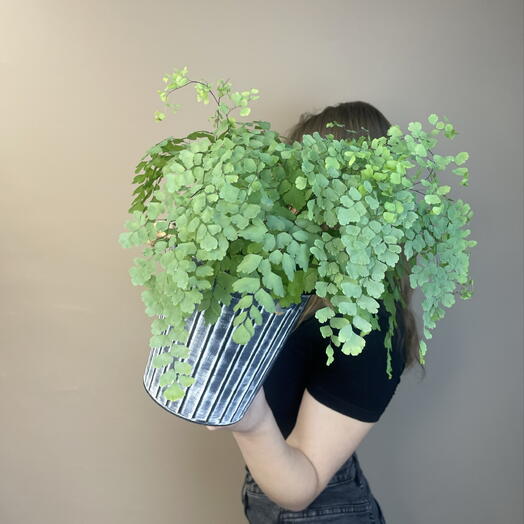 Комнатное растение Адиантум в железном кашпо 🌿