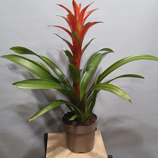 Гузмания