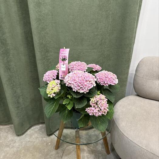 Гортензия розовая / indoor hydrangea розовая