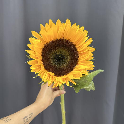 Подсолнух 🌻