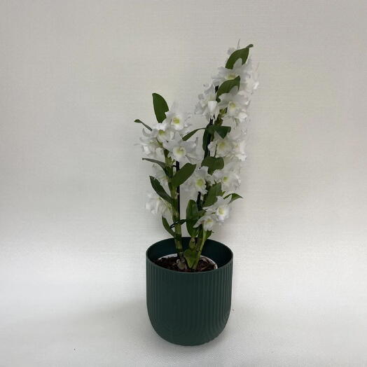 Орхидея Дендробиум (Dendrobium) белая