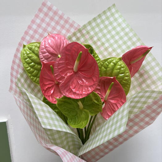 Anthuriums 💚