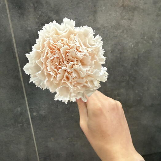 Нежный кремовый диантус
